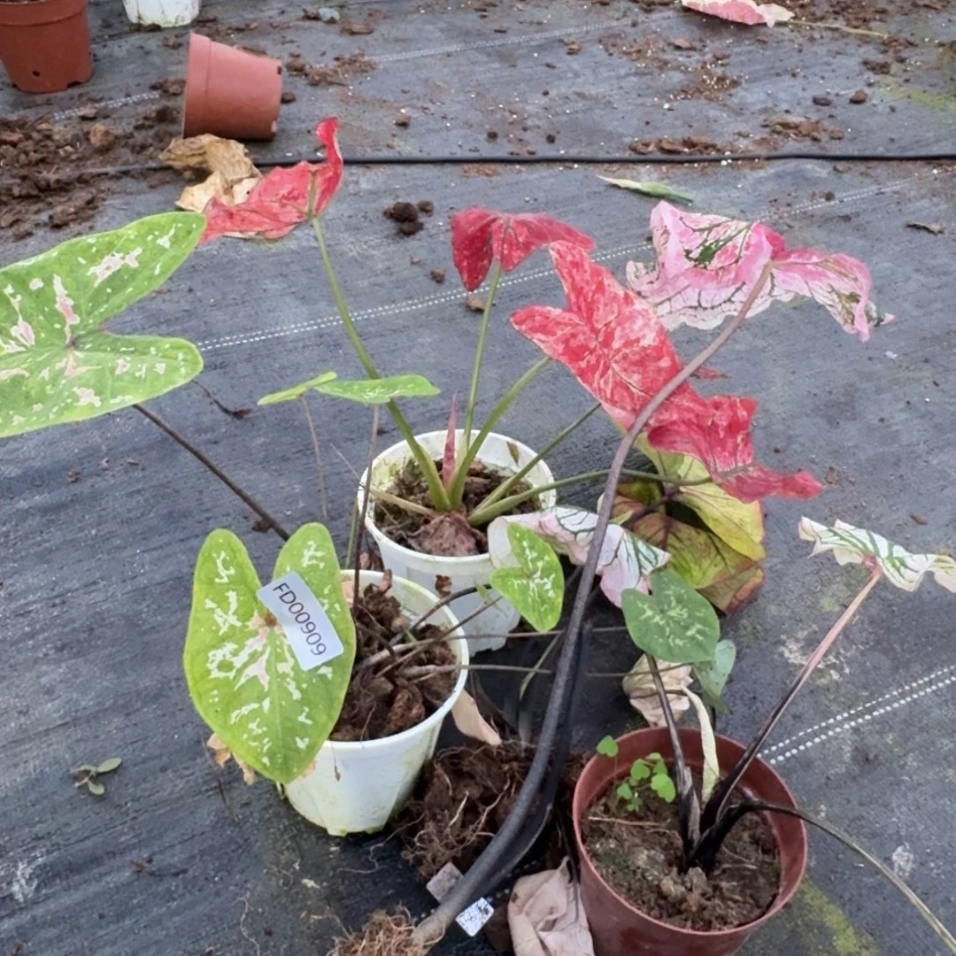 无花朵5个品种剪叶发货00909