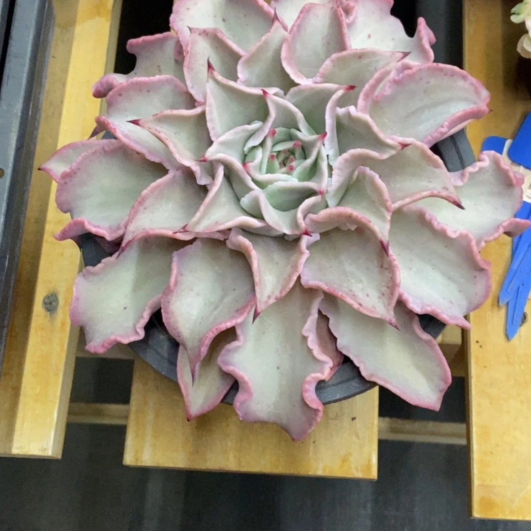 精品多肉一物一拍不包整379