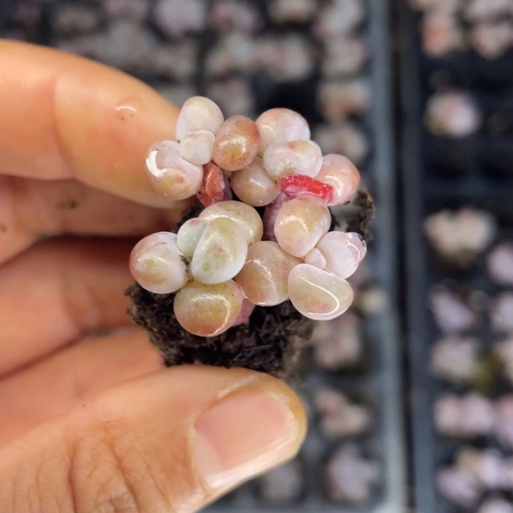 粉兔群发2颗满18包邮