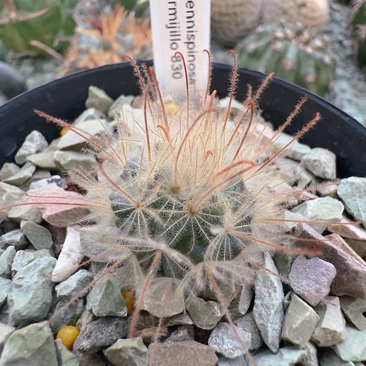 阳炎。实生。小。