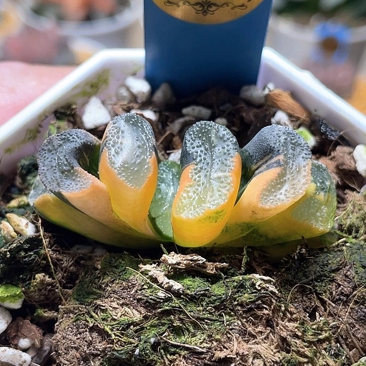 955寫樂兄弟錦一物一拍