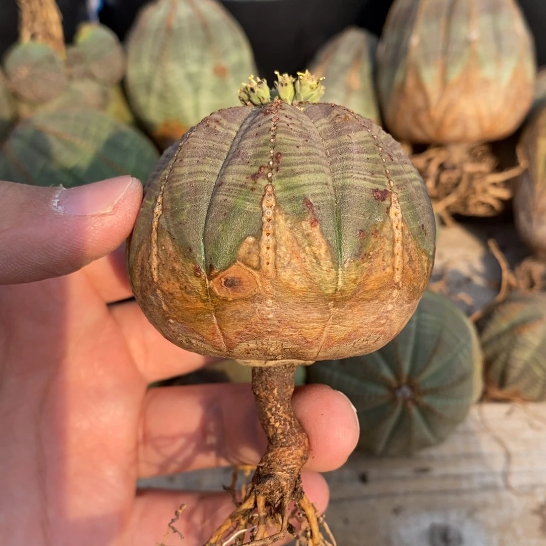 5 欧系实生布纹球多肉植物