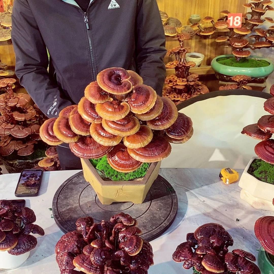 香***合无花朵发财树发财树发洋财