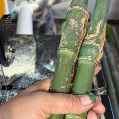 竹成*东实心竹竹竹竹竹竹竹竹竹竹竹竹