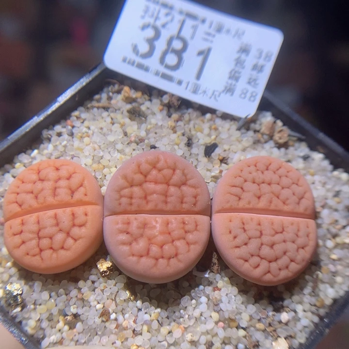 精品生石花211.381露美