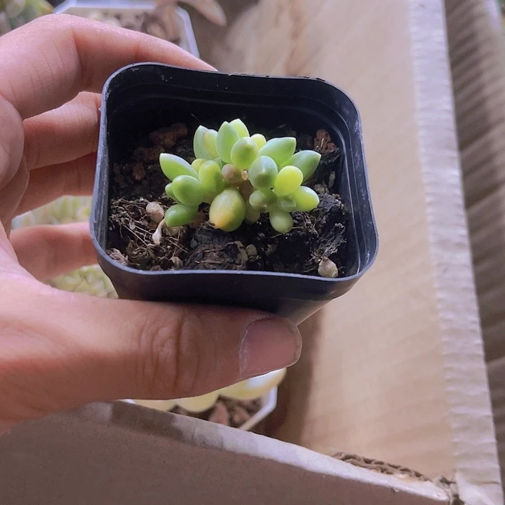 精品千代田锦带盆土发