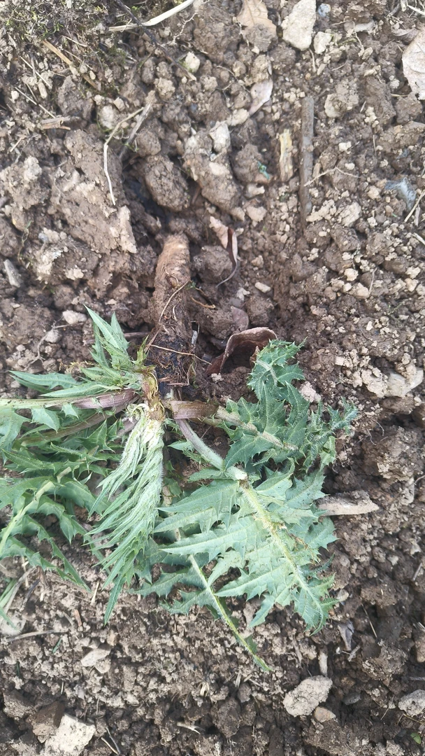 天然无污染纯野生大蓟现采现摘带微泥发货炖鸡汤排骨猪蹄