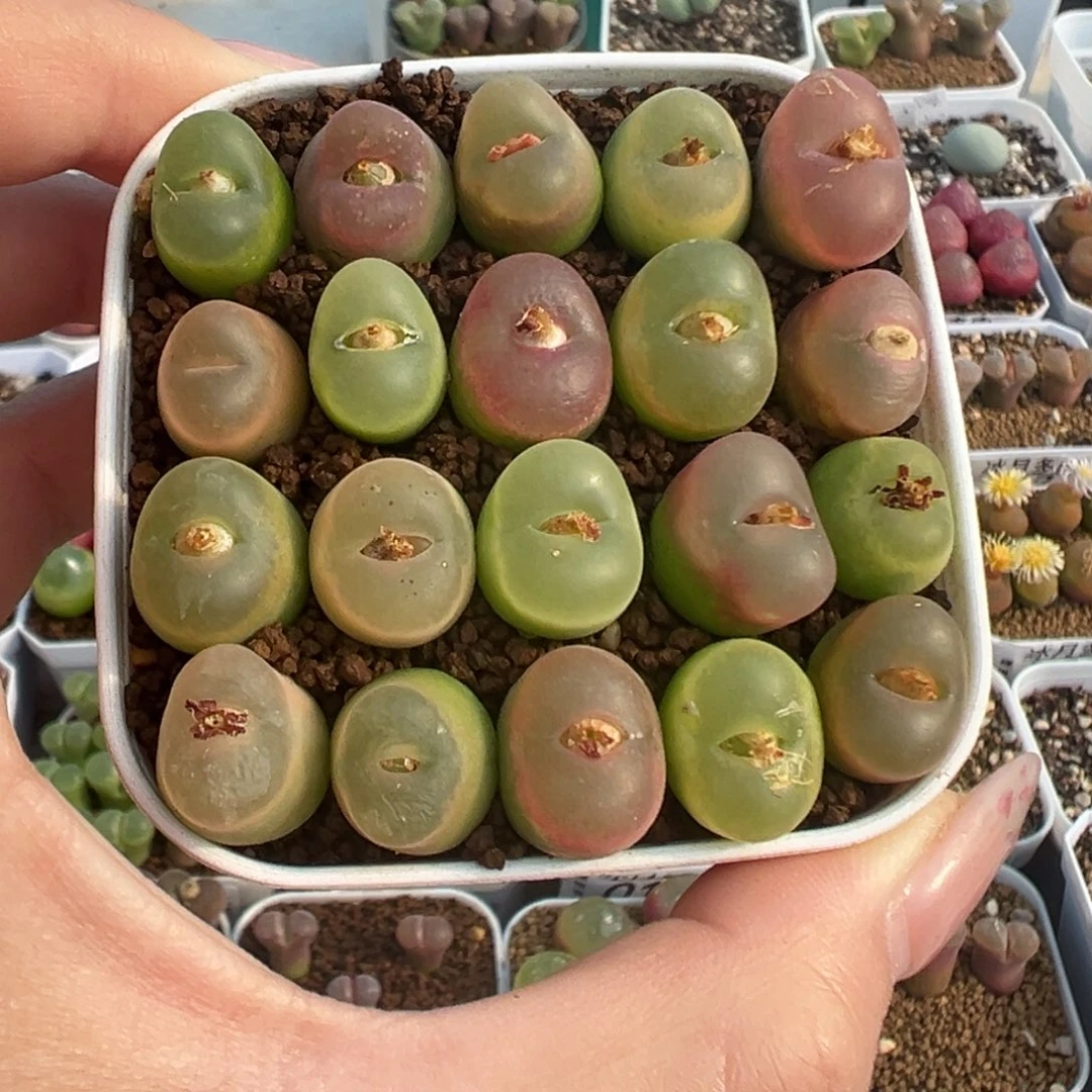 014欧泡20颗裸根发货