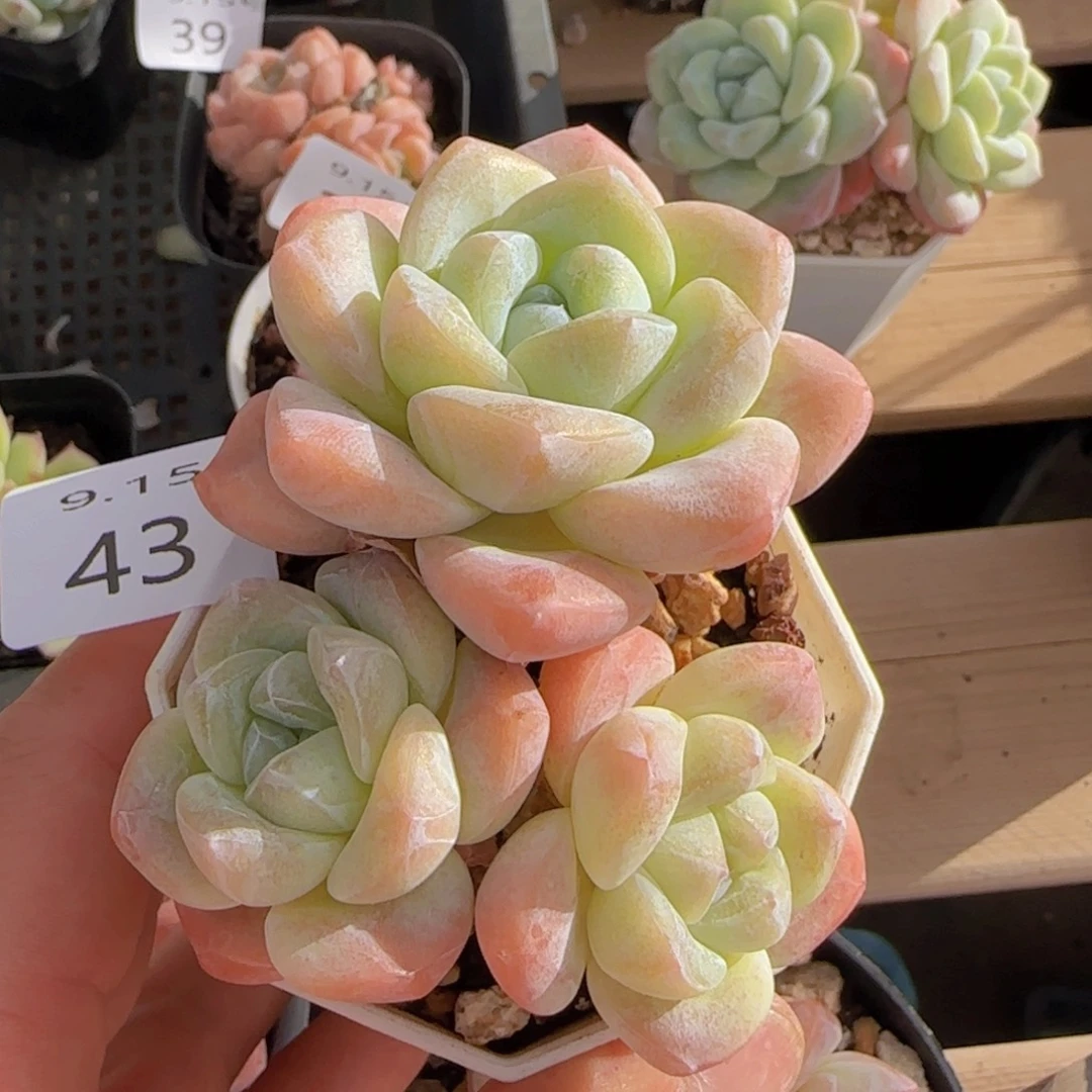 三头老桩冰玉一颗脱土