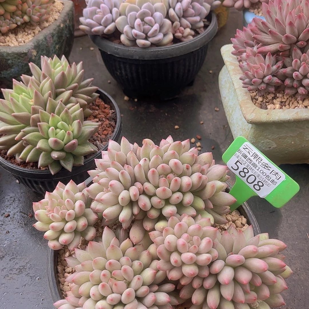 5808岩字美人多肉植物