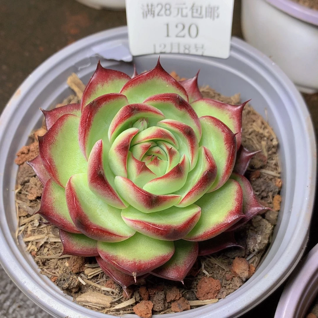 【闪购商品】云120号