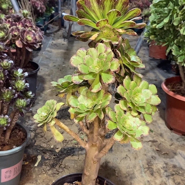 ｖ锦多肉植物48。