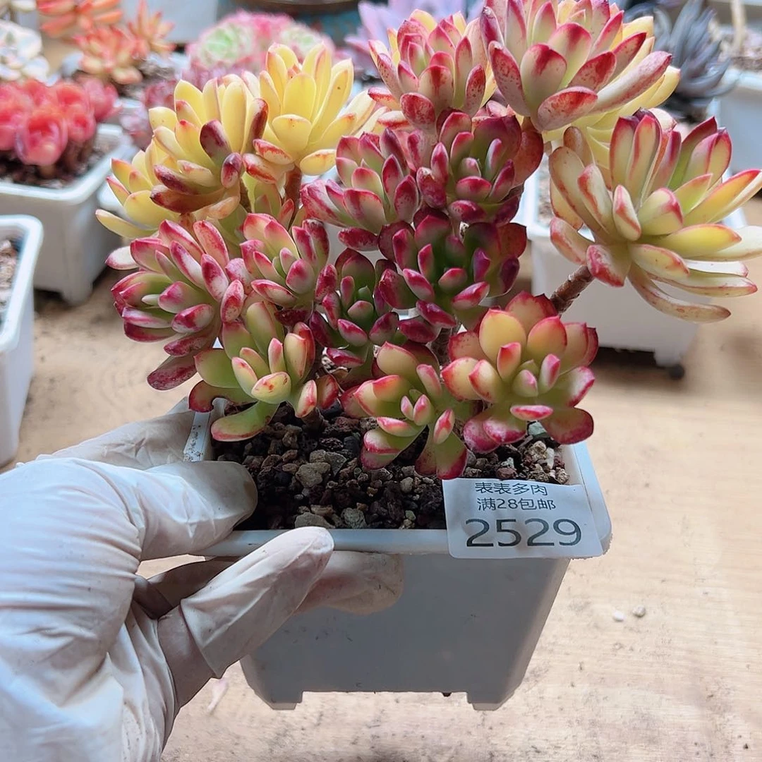 ༄****多肉一物一拍2589