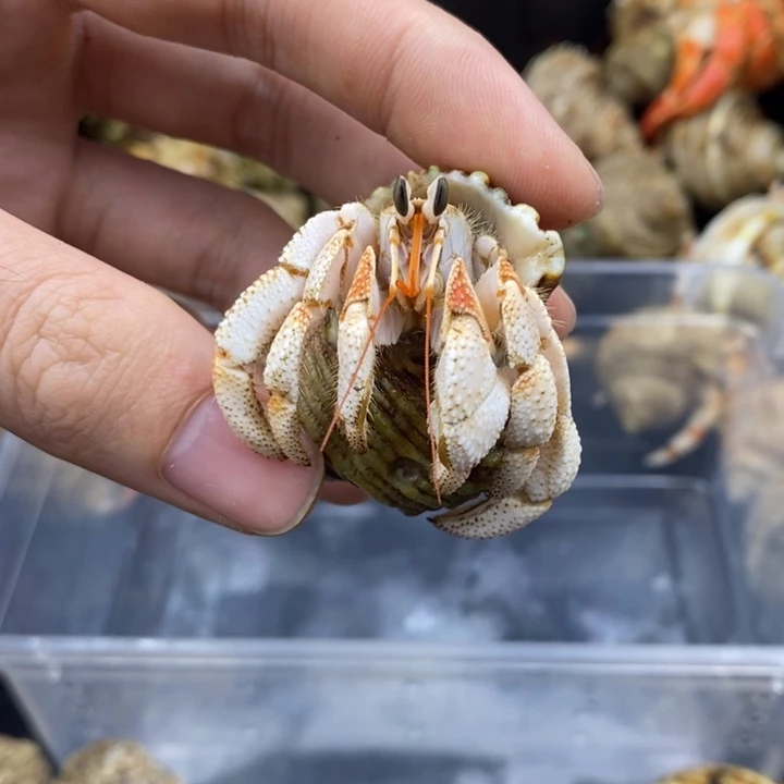 *****1.85口毛里求斯草莓