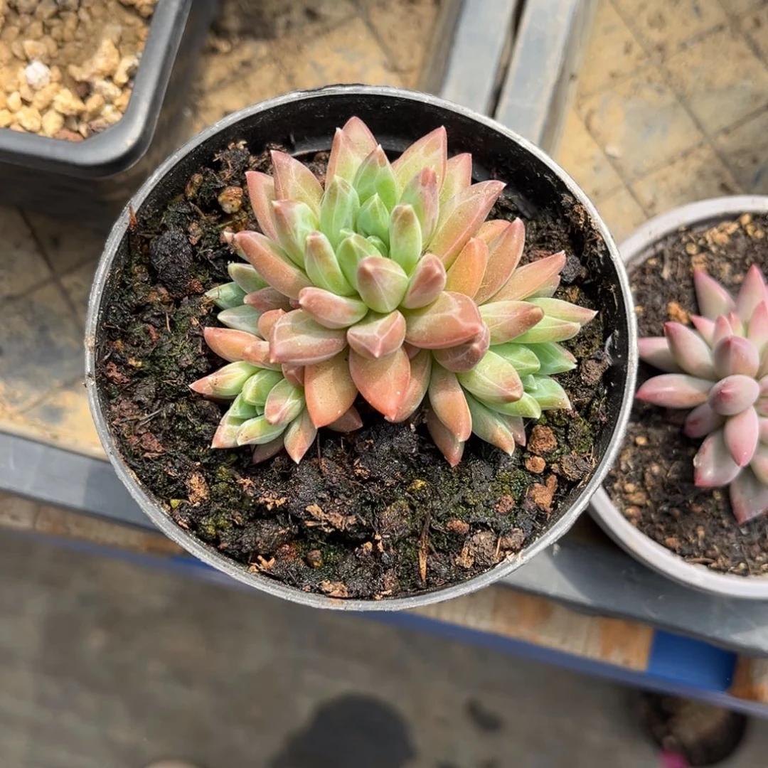 乾****&多肉植物多肉植物