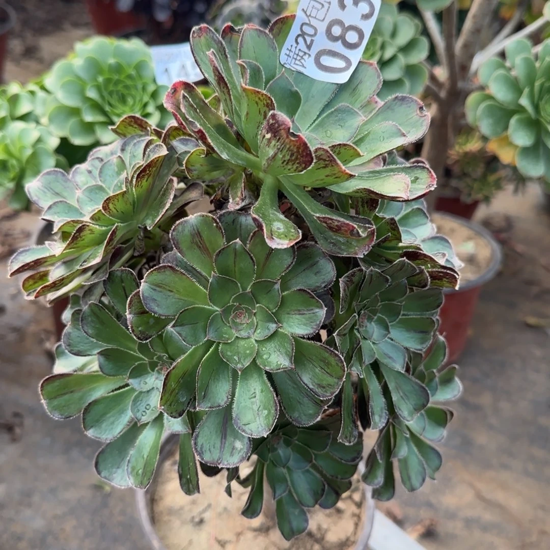 拉丝锦083满20包邮断枝不包