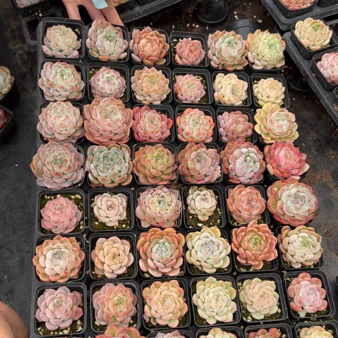 多肉杂交一物一拍17-105