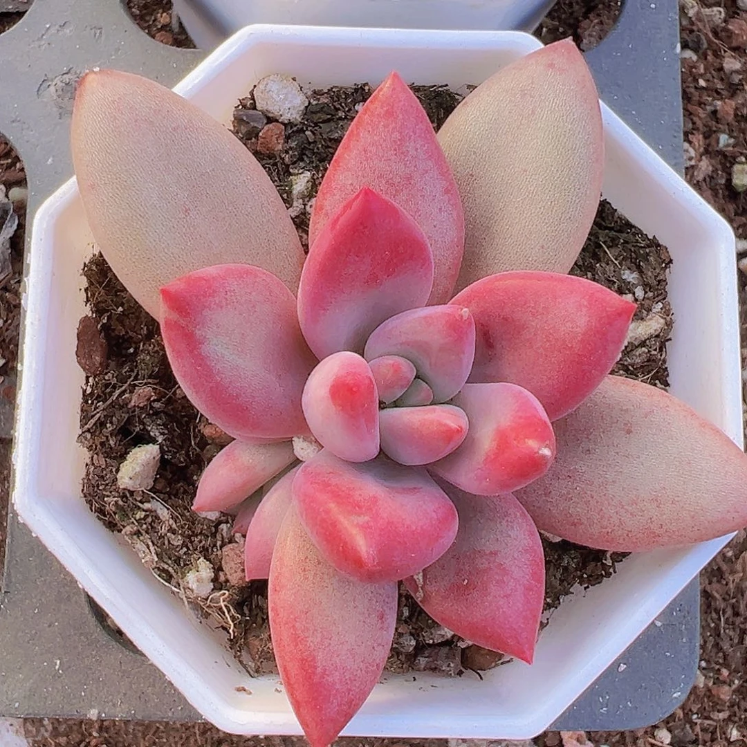 单头贺非19包邮多肉