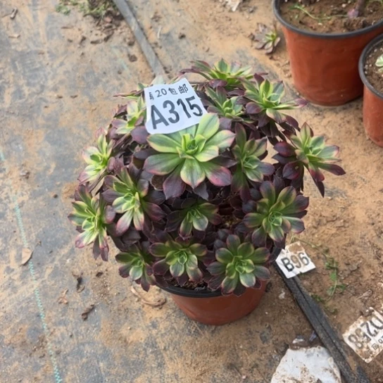 315安娜法师不包断枝