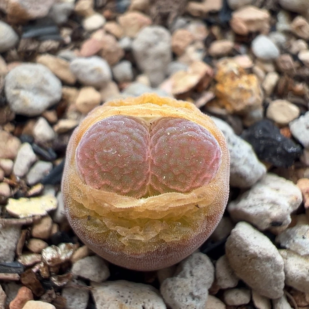 紫晶风铃多肉多肉