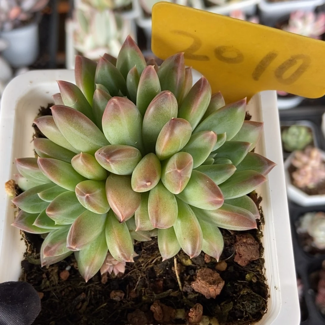 2010青花瓷多肉植物保护