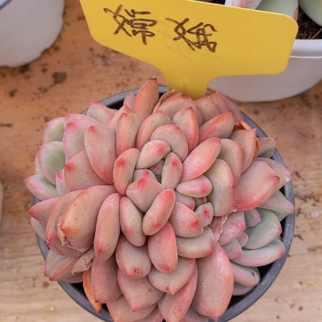 女神活动，多肉植物，一单包邮