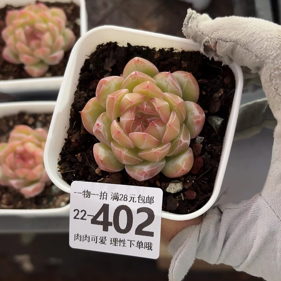 雪花珍妮无盆土发货