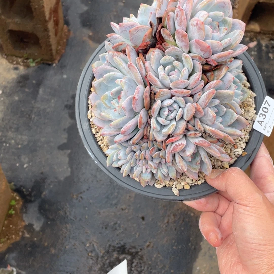 **** A307静好多肉园艺