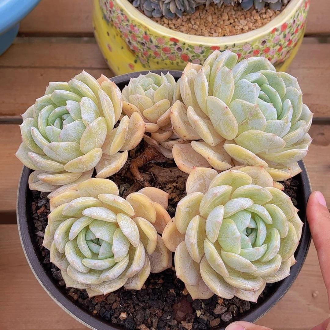 韩版劳林精品多肉