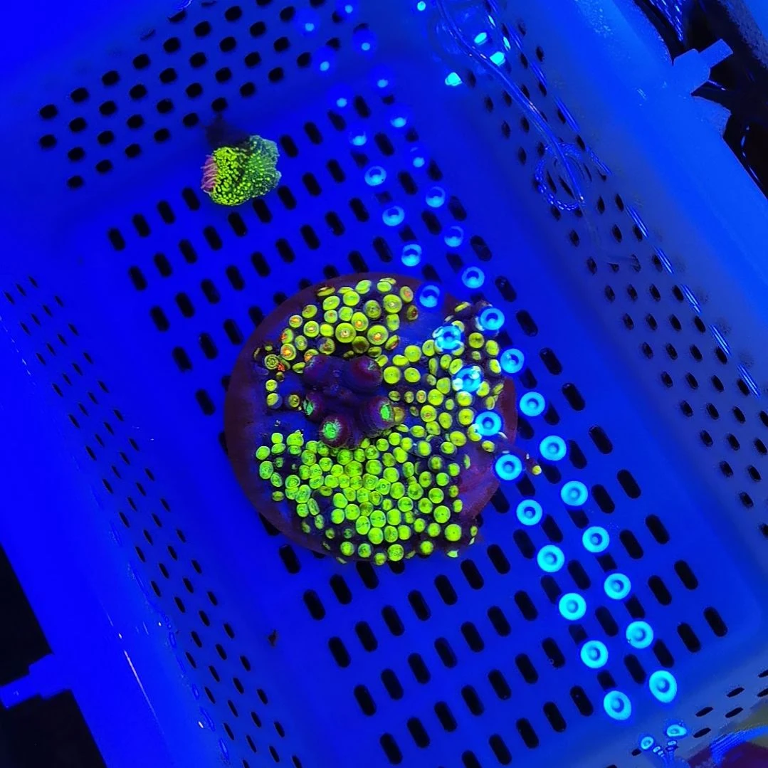 草皮珊瑚珊瑚套餐188加一个草皮