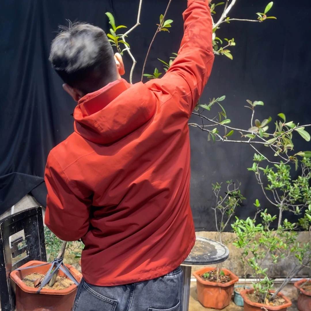 无花朵红红火火恍恍惚惚