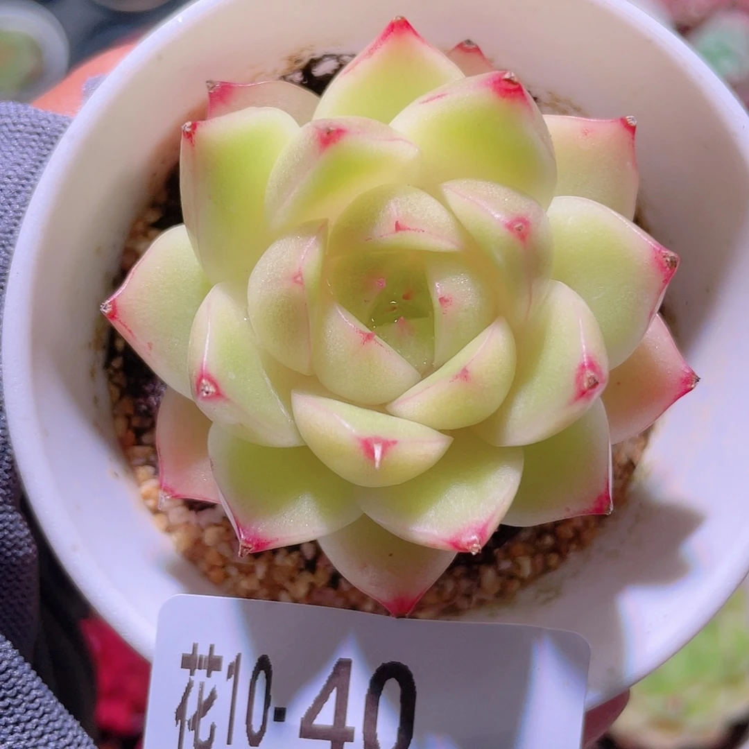 花利美10-40麦秆