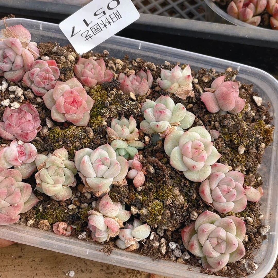 多肉植物多肉植517