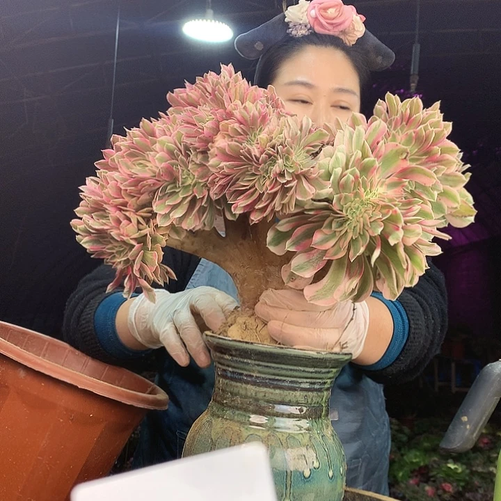 柒柒精品多肉脱土发货不包断侧枝S580