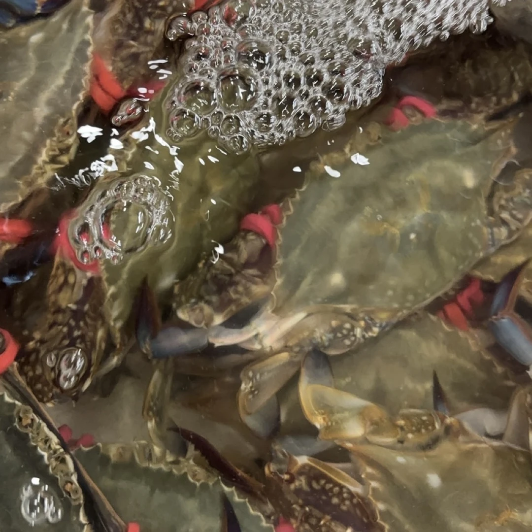 【保鲜不保活】海捕精挑梭子蟹1只（约5-6两1只，约250-300g1只武汉1小时送货上门活蟹打氧发货梭子蟹同城