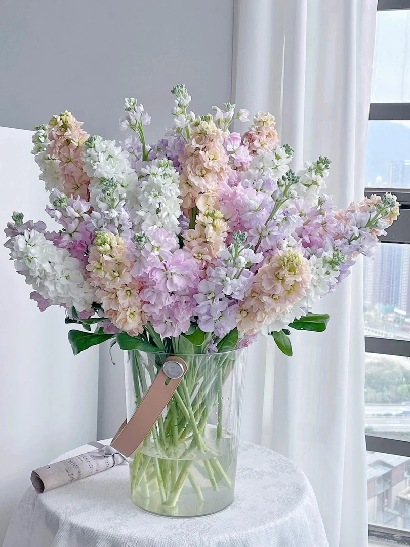 【一小时到家・ 紫罗兰 5支（颜色 订单备注，不发混色）】春天的颜色  鲜花小时达同城配送