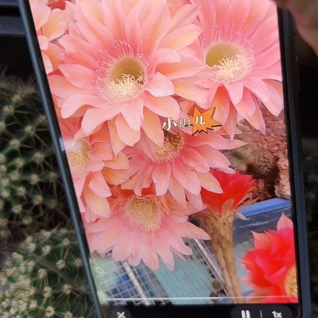 遐想无根侧牙4五公分19