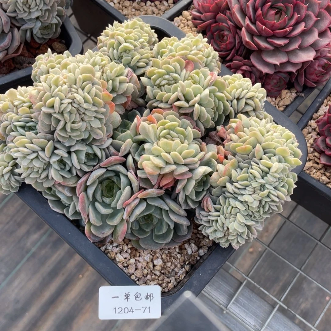 ＿****1204-714熔晶缀化。。。。。。