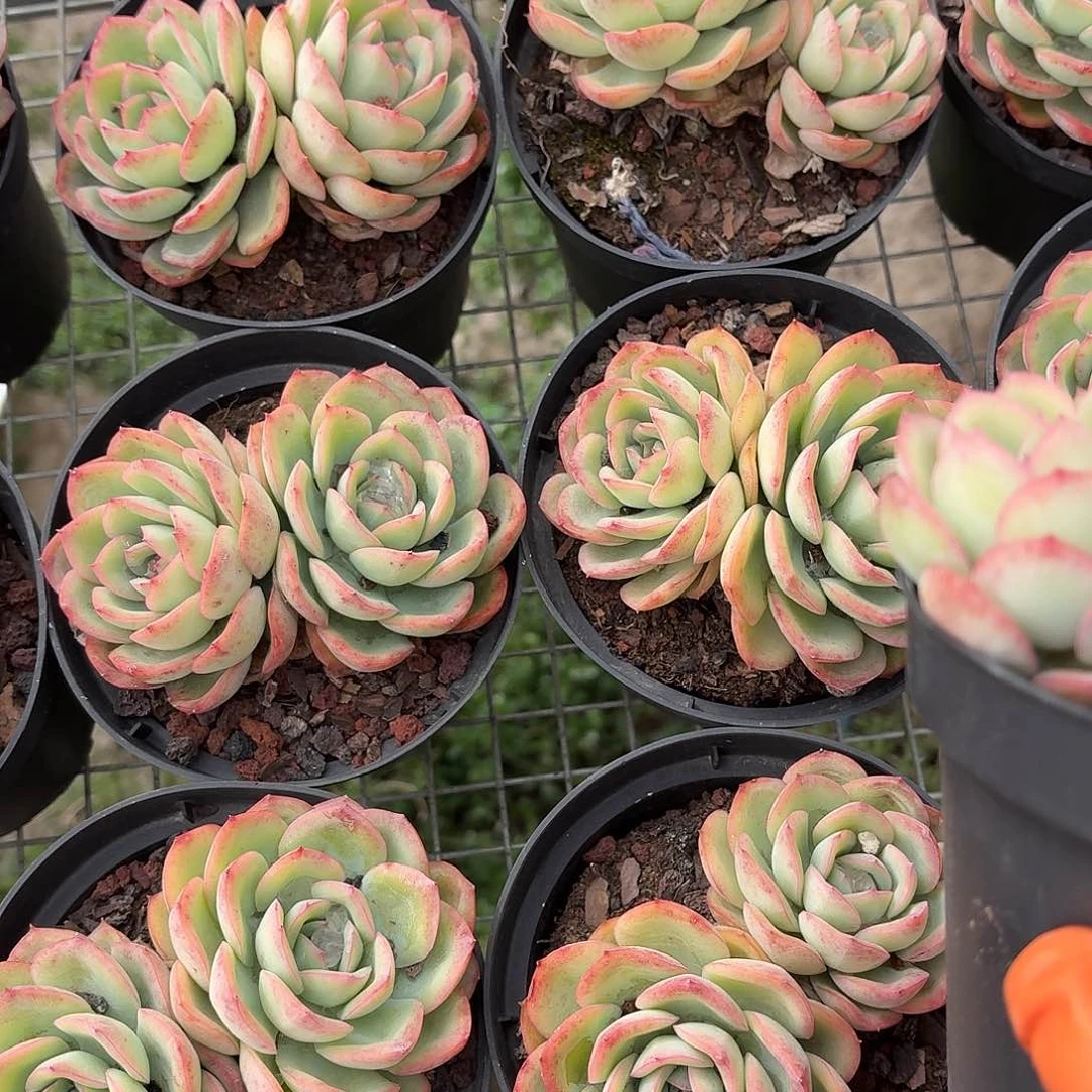 晨露老桩双头12㎝盆参考