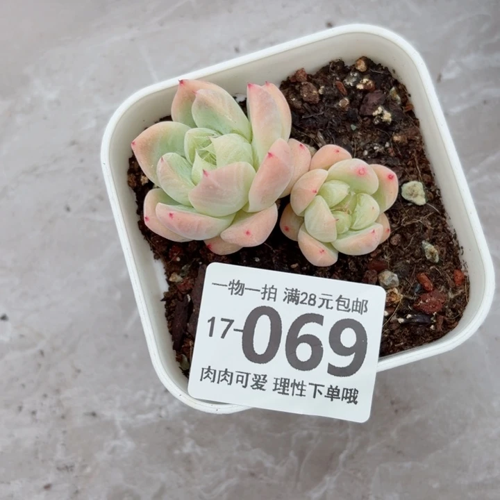 白泽多肉无盆土发货多肉多
