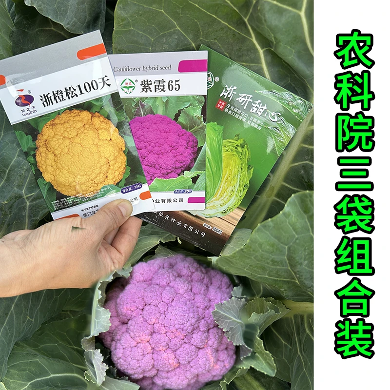 【浙江省农科院新种子三袋组合】紫色花菜橙色花菜水果包菜种子
