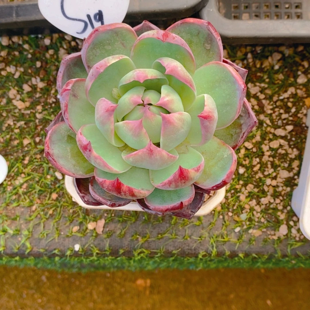 橘**?惊鸿仙子单头