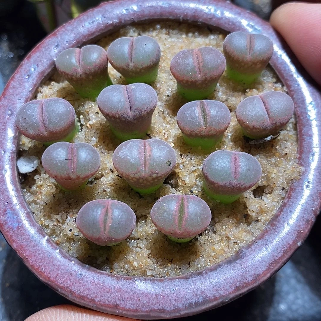 一组三颗白花c10。