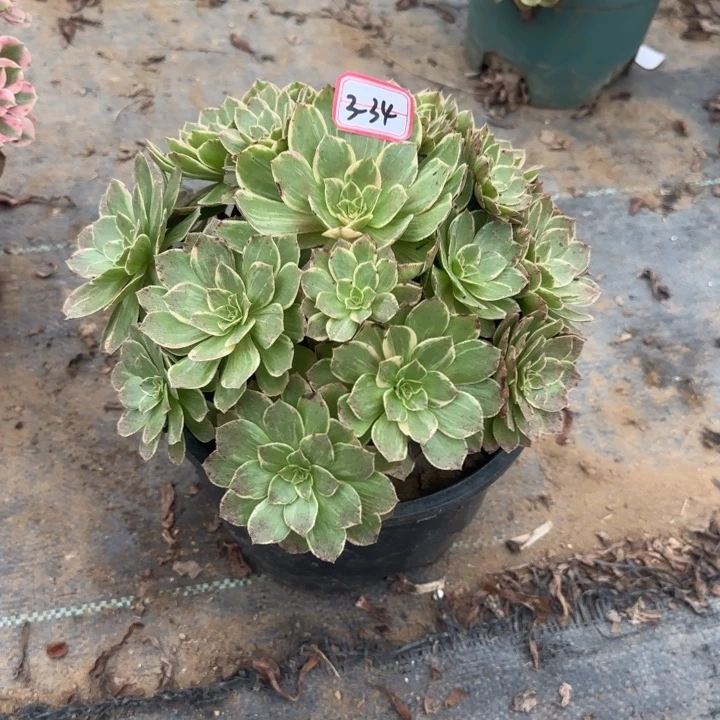 3-34莲花座不包断肢