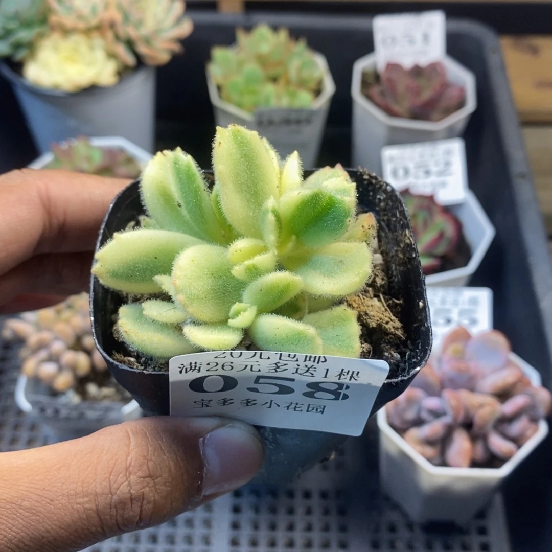 白熊一物一拍满20包邮满26送一颗多肉