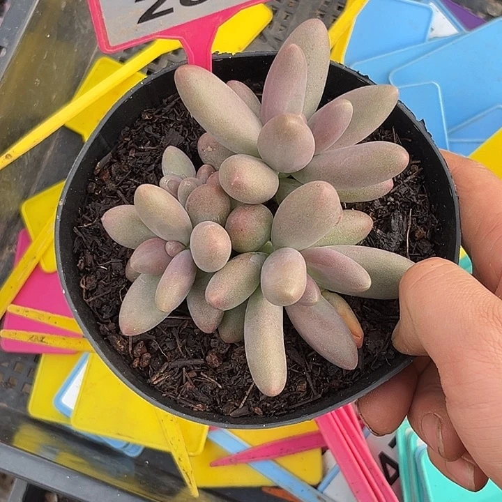 多肉植物糖果美人283