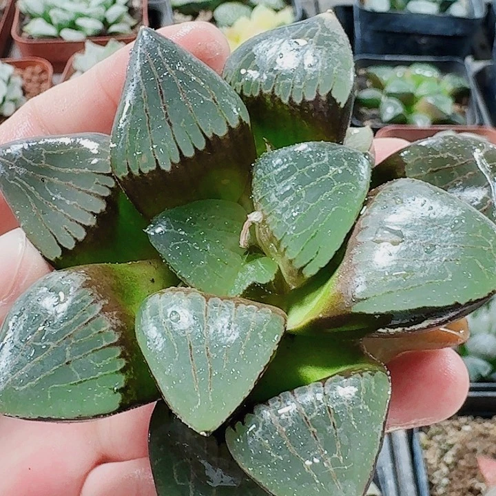 无花朵十二卷 日月潭 无根 福利