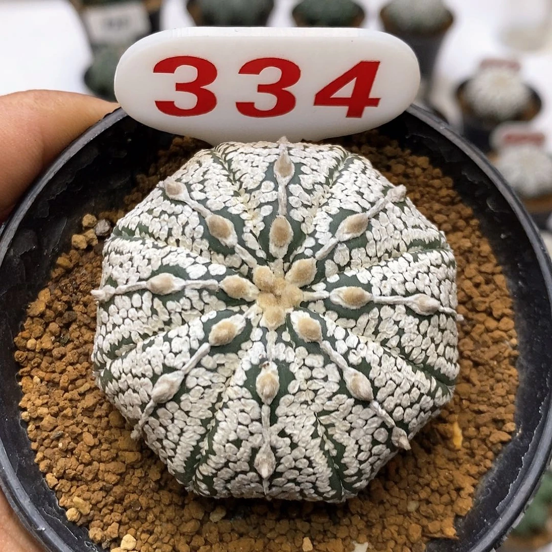 334福利特价来特价咯