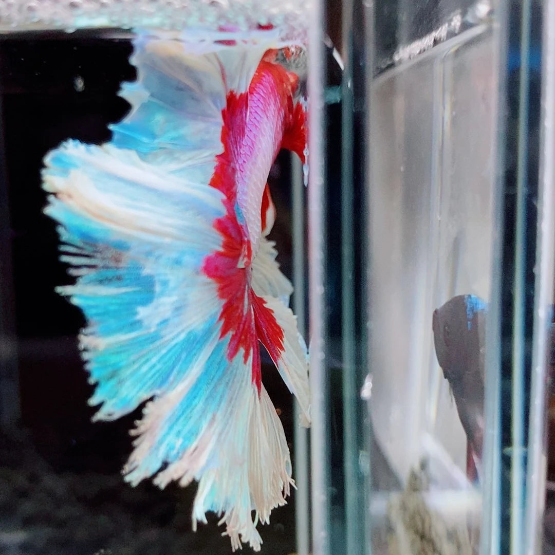 斗鱼2**7黑318号a a a sa s