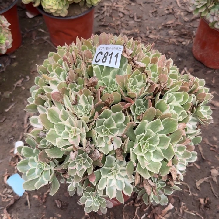 光辉……多肉植物……